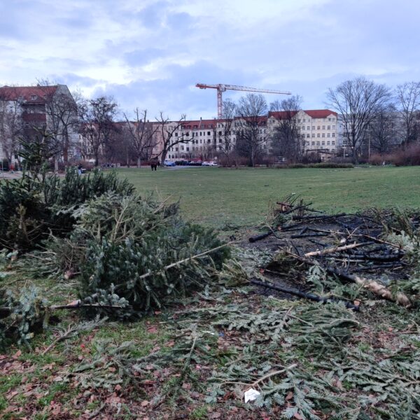 Sammelstelle für Weihnachtsbäume in der Holsteinstraße