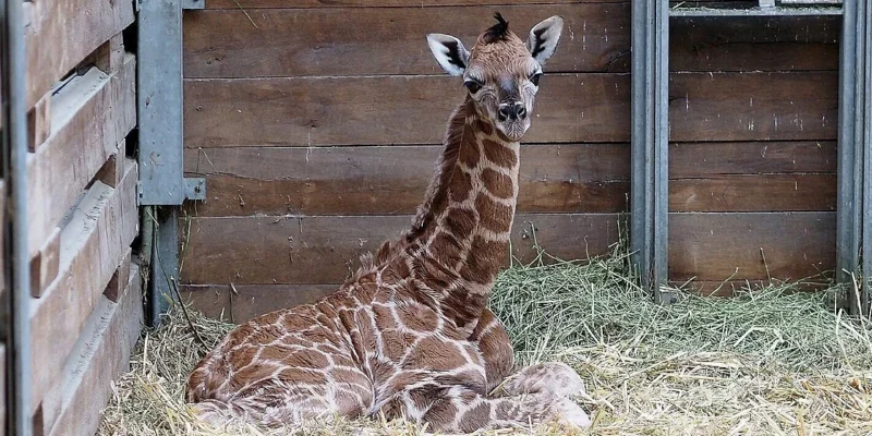 Im Zoo Leipzig ist in dieser Woche ein Giraffen-Baby zur Welt gekommen. (Foto: Zoo Leipzig)