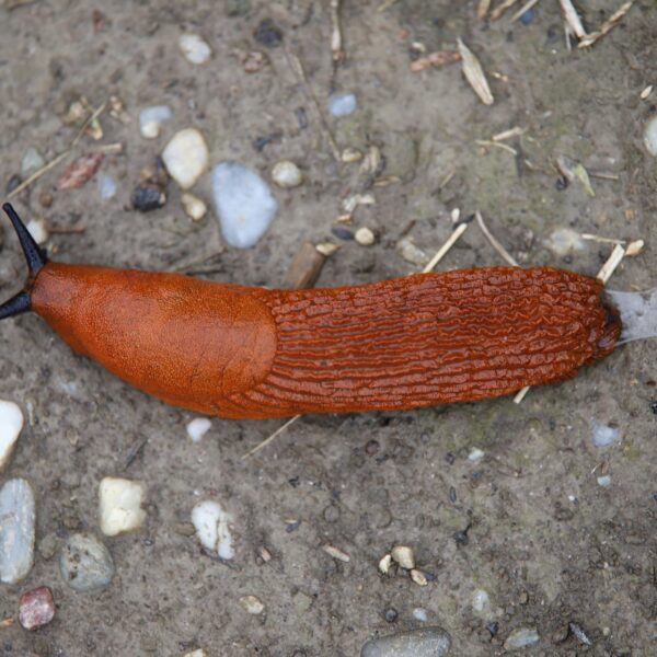 Eine Nacktschnecke