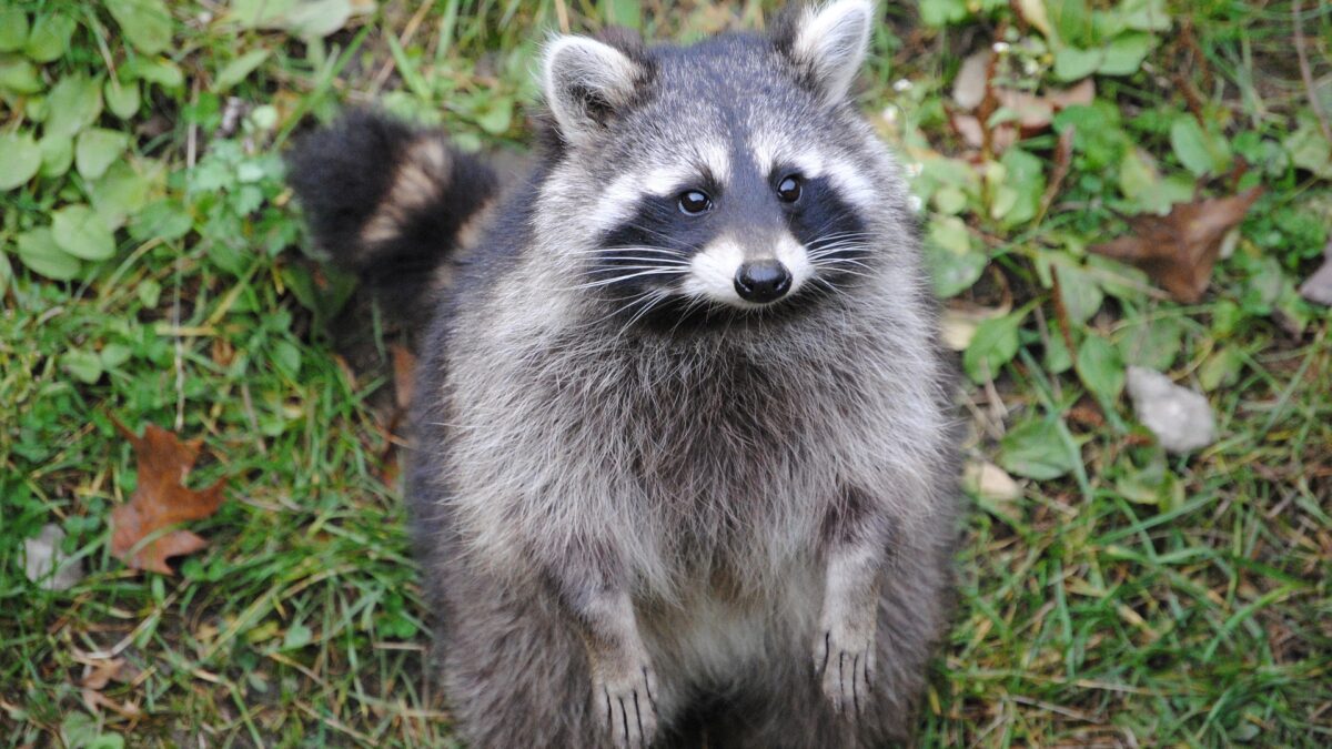 Ein Waschbär